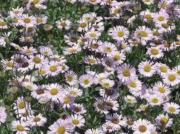 Image result for Erigeron steudelii
