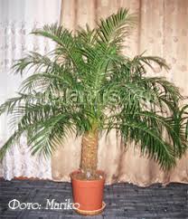 Обучение и игры вместе с техноградиком! Palmy Uhod V Domashnih Usloviyah Peresadka I Razmnozhenie Problemy Vyrashivaniya