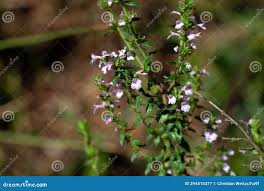 Image result for Micromeria imbricata