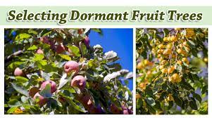 During this time, you have the greatest selection to choose from. Selecting Dormant Fruit Trees Green Thumb Nursery