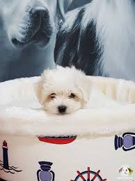 Tea Cup Maltese Terrier Yavrulari Tea Cup Maltese Terrier Yavrulari Kopek Kopekseverler Kopeksahiplendirme Kopekyavrusu Ev Kopek Evcil Hayvanlar Ayi