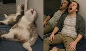 ChatGPT圖像生成｜貓如何變AI真人圖？方法＋指令增相似度！ 年齡 ...