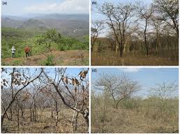 Image result for Combretum holstii