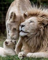 Wat Een Liefde Animals Animals Beautiful Wild Cats