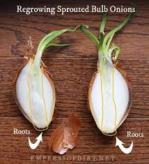 Use that sprouted onion to grow more onions! How To Regrow Sprouted Onion Bulbs Empress Of Dirt