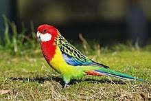 Previously, the plants flower pod is known as frambozen and materials are often used to make a framboze syrup. Eastern Rosella Wikipedia