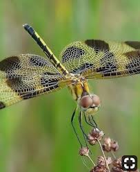 Black And Yellow Dragonfly With Green Eyes Pin By Ann Mcgill On Friends Of Flowers And Plants Dragonfly Art Beautiful Bugs Beautiful Butterflies