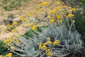 Image result for Helichrysum