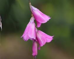 Image result for Dierama formosum × plowesii