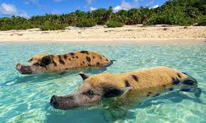 Entdecke bahamas auf eigene faust. Bahamas Glasklares Wasser Und Schwimmende Schweine