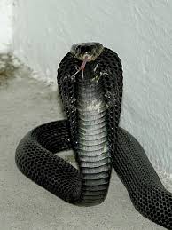 If you want to teach the kids something about animal habitats this. Equatorial Spitting Cobra Wikipedia
