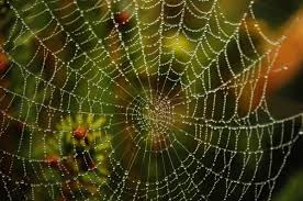 Do it yourself home improvement and diy repair at doityourself.com. The Different Types Of Spider Webs Terminix