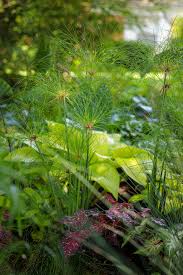 Image result for Isolepis sp.no.1