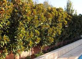 Magnolia Little Gem Hedge Screen Plants Pool Landscape Design Magnolia Tree Landscaping