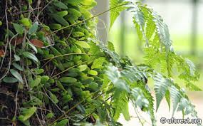 Image result for Davallia chaerophylloides