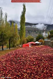 Delicious Apples Of Hunza Valley Pakistan Hunza Valley Pakistan Beautiful Places On Earth