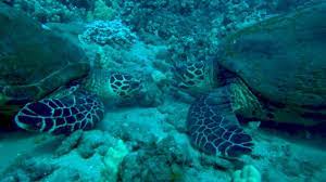 Hawksbill turtles are omnivorous (feeding on both plants and other animals), but their preferred food in many areas is sea sponges. Noaa Fisheries Service Hawaiian Hawksbill Turtles One Of The World S Most Endangered Sea Turtle Populations Facebook