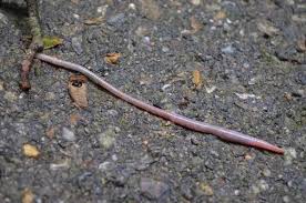 Can i buy earthworms for my garden. How To Increase The Number Of Earth Worms In Your Garden Soil Gardening Channel