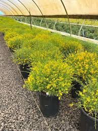 Image result for Genista