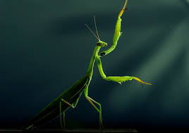 The praying mantis totem symbolizes stillness, vision and careful deliberation before acting. Praying Mantis Symbolism Meaning Totem Spirit Omens World Birds