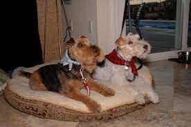 Welsh Terrier Jack And Wire Fox Terrier Gracie Nikon Dx Slr D40 D90 D3000 D7500 Talk Forum Digital Photography Review