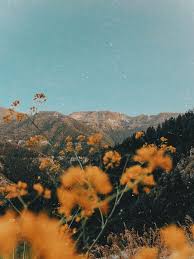 See high quality wallpapers follow the tag #vintage aesthetic word wallpaper. Gelbe Traume Check More At Fotografie Pinpre Gelbe Traume Check More At Fotografie Pinpre The Aesthetic Backgrounds Nature Aesthetic Nature Photography
