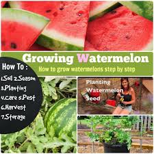 It has made a wonderful name for itself, and it's not hard to see why: How To Grow Watermelons Organic Gardening How To Grow Watermelon Watermelon Plant Watermelon Farming