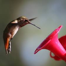 Maybe you would like to learn more about one of these? Attract Hummingbirds To Your Garden In 10 Easy Steps