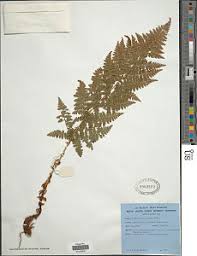 Image result for Dryopteris antarctica