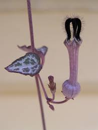 We did not find results for: Ceropegia Woodii Wikipedia
