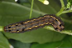 RÃ©sultats de recherche d'images pour Â«Â spodoptera littoralisÂ Â»