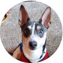 Second chance for pets is a rescue group based out of clinton, il. Clinton Illinois Animal Rescue Second Chance For Pets