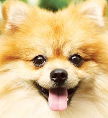 It is active and confident. Learn About The Pomeranian Dog Breed From A Trusted Veterinarian