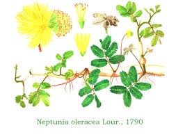 Image result for Neptunia oleracea