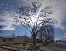 Canopy Tree Specialists Home Facebook