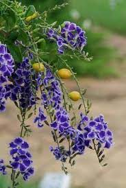 Check spelling or type a new query. 42 Plants Perennials And Shrubs Ideas Plants Perennials Shrubs