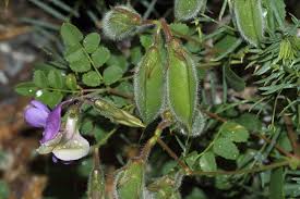 Image result for Cicer