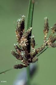 Image result for Vahlia dichotoma