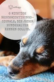 Sind Gahnende Hunde Immer Mude Midoggy Community Hunde Hunde Korpersprache Hunde Erziehen