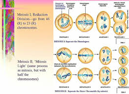 Study Interphase Prophase Metaphase Anaphase Telophase Ch 10 11 7 15 Flashcards Quizlet