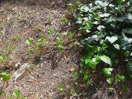 オカメヅタ 植物写真鑑