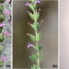 Image result for Scleria bambariensis