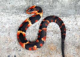 Black And Yellow Banded Snake Texas Broad Banded Water Snake Broad Banded Water Snake Pet Snake Snake Cute Snake