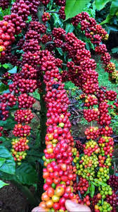Image result for Coffea canephora
