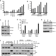 Ultrasound biomicroscopic study of the effects of topical latanoprost on the anterior segment and ciliary body thickness in dogs. Sphingolipid Metabolism Cooperates With Bak And Bax To Promote The Mitochondrial Pathway Of Apoptosis Cell
