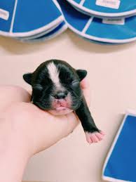 15 day dog board & train in san antonio tx. 9 Tips For Raising A Happy Healthy Puppy Pet Vaccination Clinic