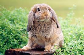Mini Lop Rabbits Usa Rabbit Breeders