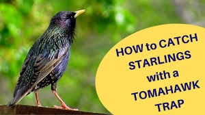 Maybe you would like to learn more about one of these? How To Catch Starlings With A Tomahawk Trap 2019 Youtube