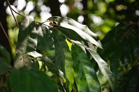 Image result for Campylospermum