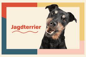 Image result for jagdteriér